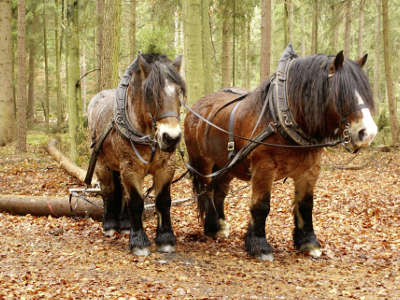 2 Kaltblüter im Wald bei der Arbeit