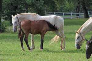 Lipizzaner auf einer Weide