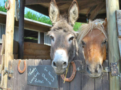 Pferd und Esel