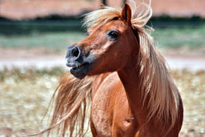 Shetlandpony auf Wiese