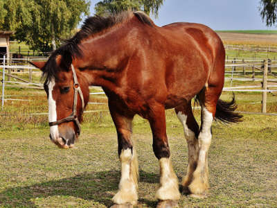 Shire Horse Kaltblüter auf einer Wiese